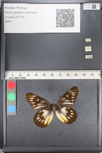 Media type: image;   Entomology 130303
